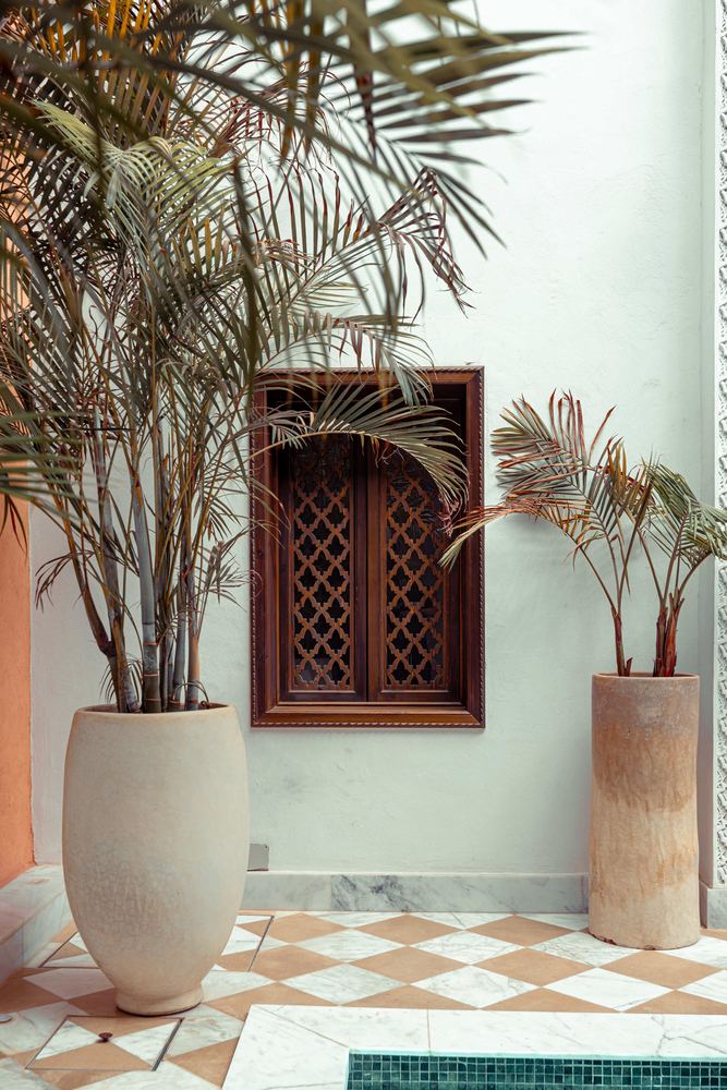Les plantes — Palmiers et fenêtres de bois sculpté.